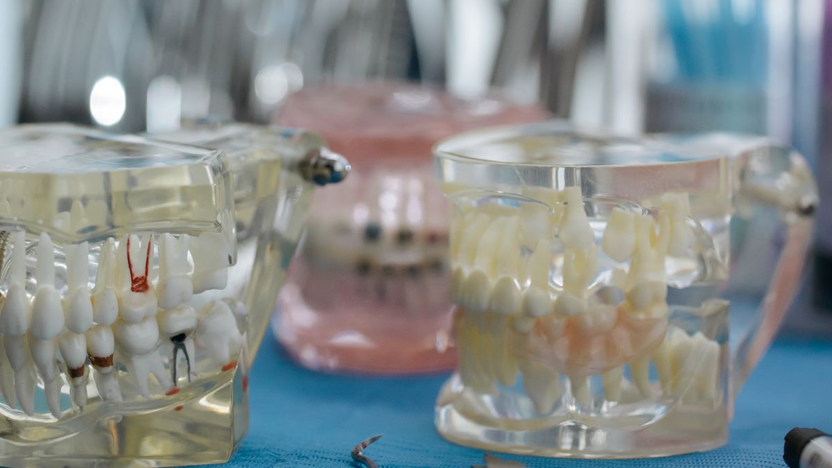 Transparent dental model showing tooth roots inside the jaw